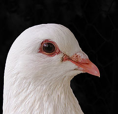 photo "Portret of pigeon"