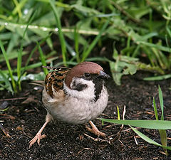 photo "Sparrow"