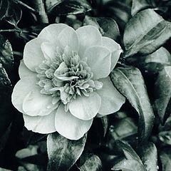 фото "Black&White Camelia"