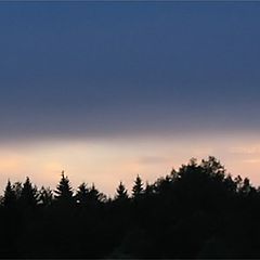 photo "Night. The moon. A bird."