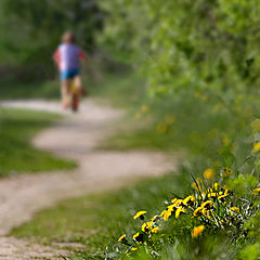 photo "About dandelions..."