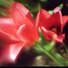 photo "Floret Scarlet and its small daughter..."