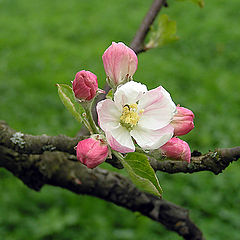 photo "Spring in Color"