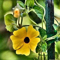 photo "My Little Yellow Flower !"