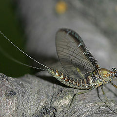 photo "Wings, legs, tails ^)"