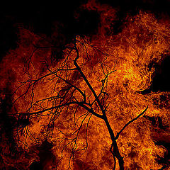 фото "Fire....."