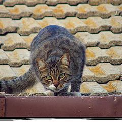 photo "Fiddler on the roof"