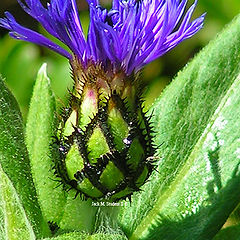 фото "flower bud"