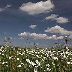 photo "The summer is fast..."