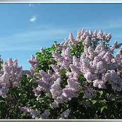 photo "The lilac blossoms"