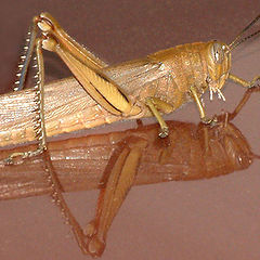 photo "grasshopper"