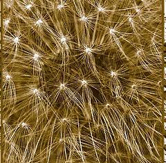 photo "Taraxacum officinale"