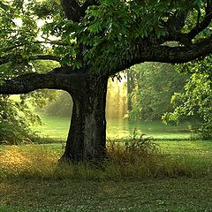 фото "Old Oak"