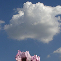 фото "Flowers of poppy"