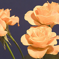 photo "Roses"