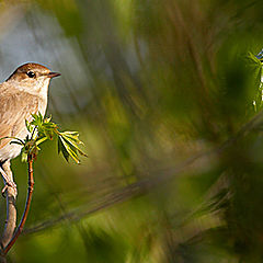 photo "About a nightingale..."