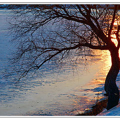 фото "Tree & Sun"