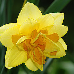photo "Narcissus"