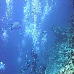 photo "Meetings under water"