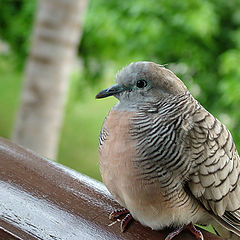 photo "Funny bird"