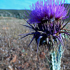 фото "Thistle"