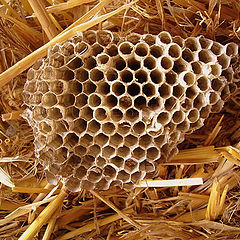 фото "wasp's nest"