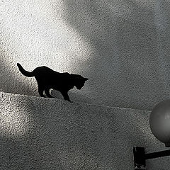 photo "black cat"