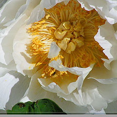 photo "white flower"