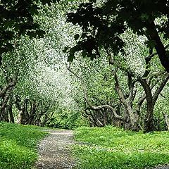 photo "Apple garden"