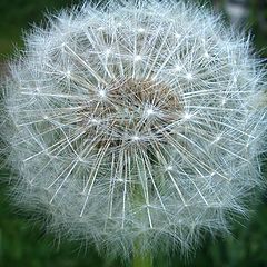 photo "Dandelion"