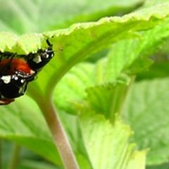 фото "ladybug"