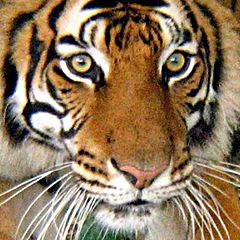 фото "Eyes of a Tiger"