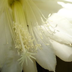 фото "inside the " QUEEN OF THE NIGHT""