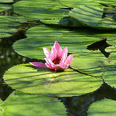 фото "Pink Lilac"