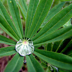 photo "Again droplet"