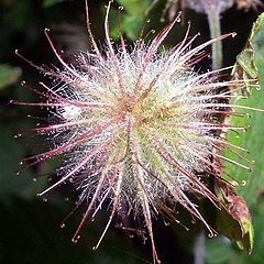 photo "feathery flower"