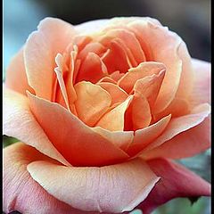 photo "rose"