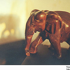 фото "My elephant"