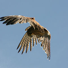 photo "Master of the Air"