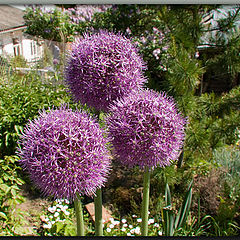 photo "Flowers of an onions"