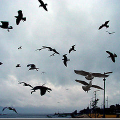 photo "Seagulls in earth ..."