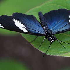 фото "Blue on black"