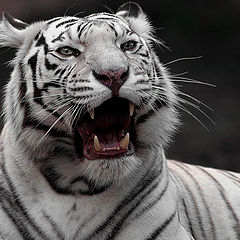 фото "White Tiger"