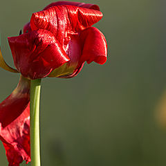 фото "Про тюльпан..."