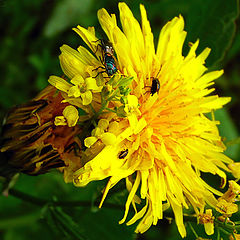 photo "Small life."