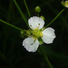 photo "White Flower"