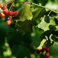 photo "red in green world"