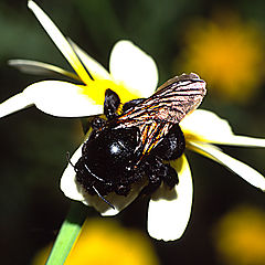 photo "Bumblebee on a flower"