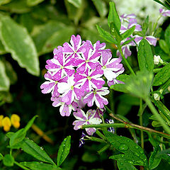 фото "flower"