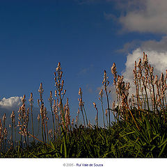 photo "flowers"